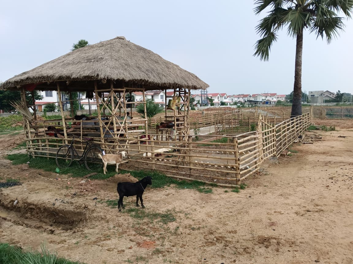 Macha in Gitanjali-Gitabitan site